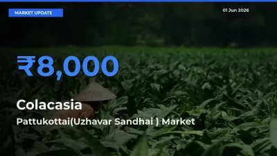 Pattukottai(Uzhavar Sandhai ) Tops Colacasia Mandi Rates Today