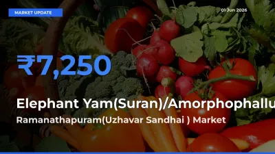 Ramanathapuram(Uzhavar Sandhai ) Emerges as Top Mandi for Elephant Yam(Suran)/Amorphophallus Prices Today