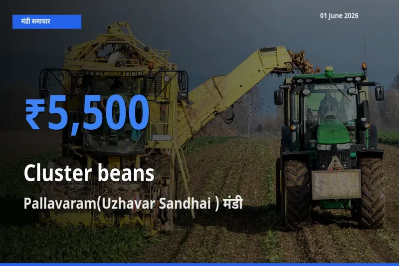 01 June अपडेट: ग्वार फली के सबसे ऊँचे दाम Pallavaram(Uzhavar Sandhai ) मंडी में
