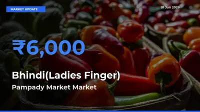 Pampady Market Emerges as Top Mandi for Bhindi(Ladies Finger) Prices Today