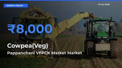 Pappanchani VFPCK Market Leads as Top Mandi for Cowpea(Veg) Prices