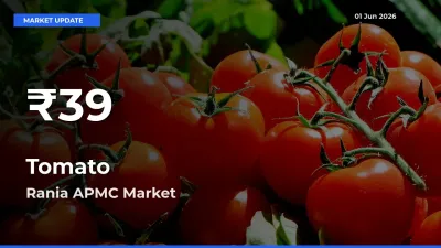 Tomato Prices Touch 30-Day Low in Rania APMC – June 01 Update