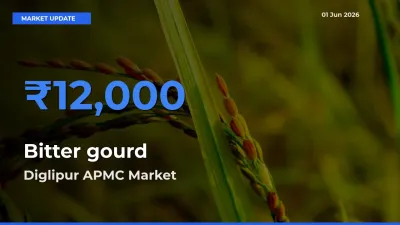 Diglipur APMC Records Highest ₹12,000 Rate for Bitter gourd