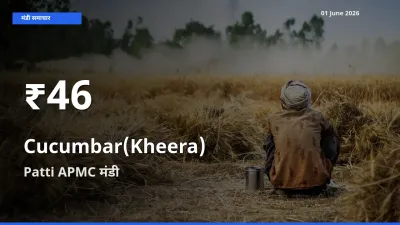 01 June अपडेट: खीरा के दाम 30 दिन के न्यूनतम स्तर पर, Patti APMC