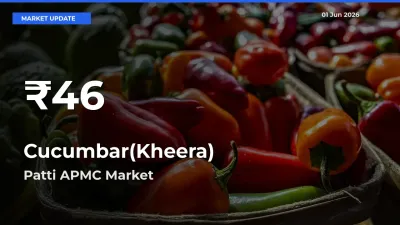 Sharp Fall! Cucumbar(Kheera) Prices Drop to 30-Day Low in Patti APMC
