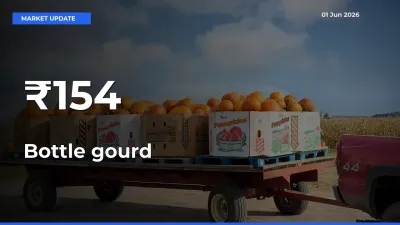 Bottle gourd Prices Gain Momentum Across 154+ Mandis – Market Trend Strengthens