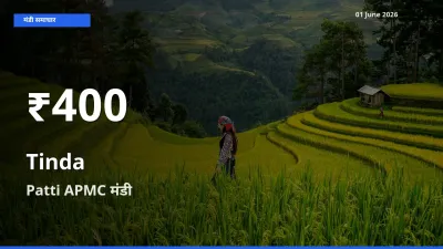 बाज़ार संकेत: टिंडा के भाव Patti APMC में 30 दिन के निचले स्तर पर
