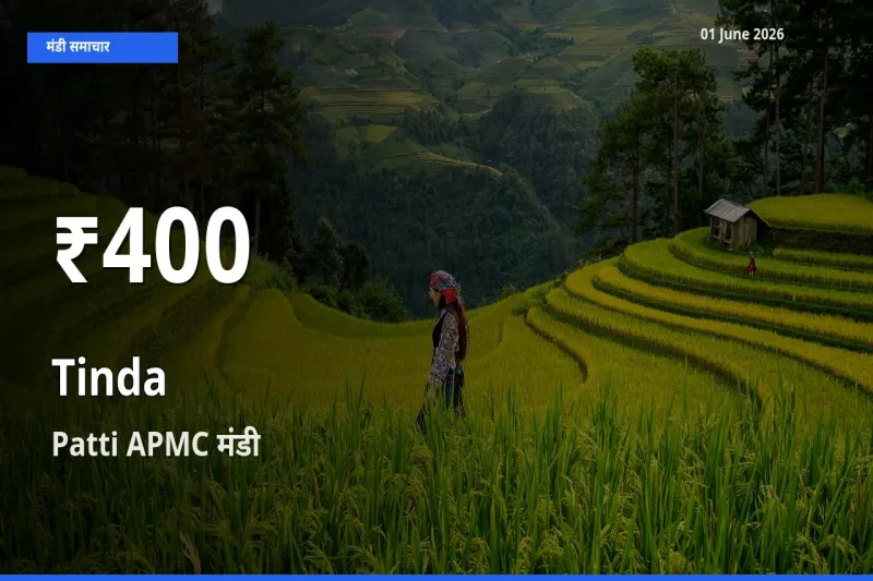 बाज़ार संकेत: टिंडा के भाव Patti APMC में 30 दिन के निचले स्तर पर