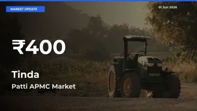 Big Drop! Tinda Slides to 30-Day Low at Patti APMC