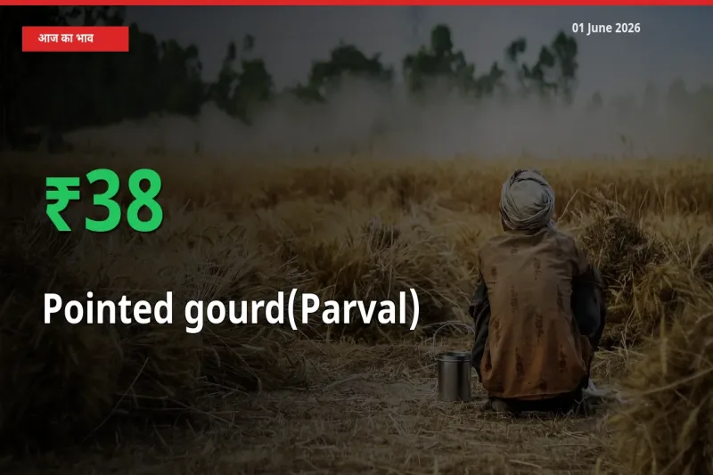 आज का मंडी भाव: परवल के दाम मंडी में 38.04% ऊपर