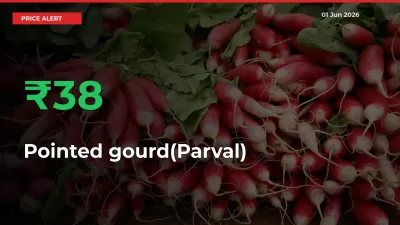 Pointed gourd(Parval) Prices Rise 38.04% in a Day at Major Mandis