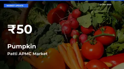 Big Drop! Pumpkin Slides to 30-Day Low at Patti APMC