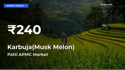Karbuja(Musk Melon) Falls to ₹240 in Patti APMC – 30-Day Lowest Rate
