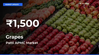 Grapes Prices Touch 30-Day Low in Patti APMC – June 01 Update
