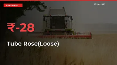28% Drop in Tube Rose(Loose) Prices – Mandi Sees Sudden Fall