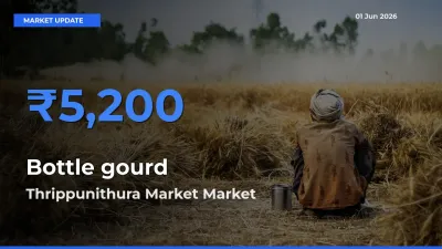 Market Watch: Thrippunithura Market Becomes Top Mandi for Bottle gourd