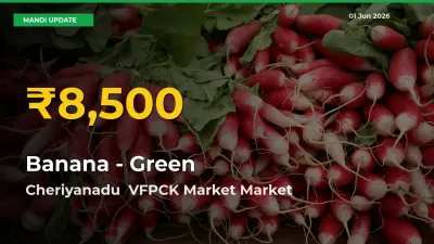 Banana - Green Price Rally Continues – Cheriyanadu  VFPCK Market Hits Fresh High Today