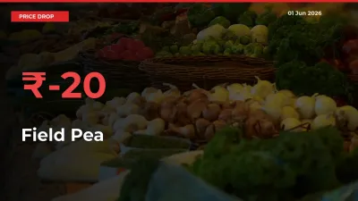 Sharp Fall! Field Pea Prices Plunge 19.62% in a Day at Key Mandis
