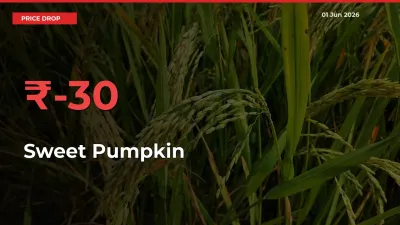 Farmers Alert as Sweet Pumpkin Prices Slide 30.3% in Local Mandis