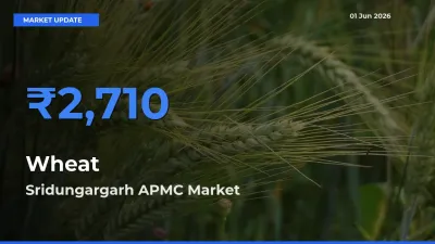 Sridungargarh APMC Tops Wheat Rates – June 01 Market Update