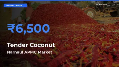 Farmers Prefer Narnaul APMC as Tender Coconut Hits Highest Rate