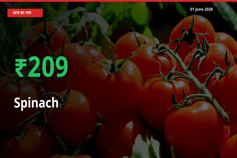 पालक 208.77% उछला, मंडी