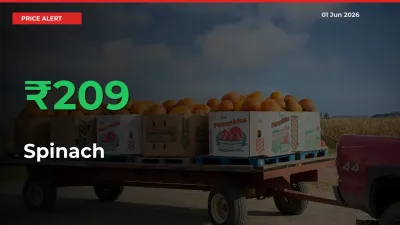 Sudden 208.77% Rally in Spinach Prices Across Mandis