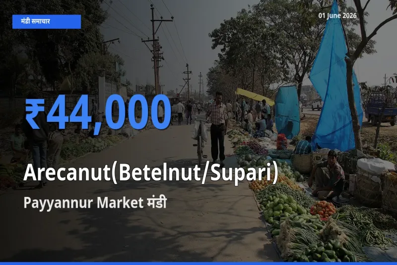 01 June अपडेट: सुपारी के सबसे ऊँचे दाम Payyannur Market मंडी में
