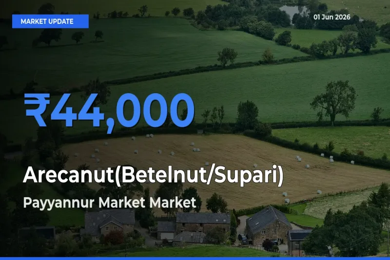 Farmers Prefer Payyannur Market as Arecanut(Betelnut/Supari) Hits Highest Rate