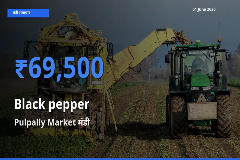 Pulpally Market मंडी में आज काली मिर्च के सबसे ऊँचे दाम दर्ज