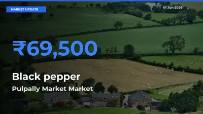Pulpally Market Records Highest ₹69,500 Rate for Black pepper
