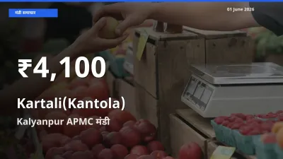 तेज़ गिरावट! Kalyanpur APMC में कंटोला के दाम 30 दिन के निचले स्तर पर