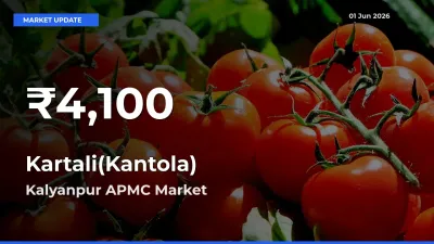 Big Drop! Kartali(Kantola) Slides to 30-Day Low at Kalyanpur APMC