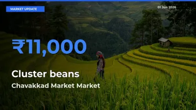 Chavakkad Market Tops Cluster beans Rates – June 01 Market Update