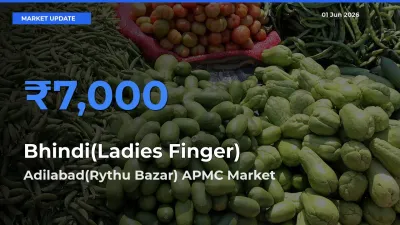 Adilabad(Rythu Bazar) APMC Tops Bhindi(Ladies Finger) Rates – June 01 Market Update