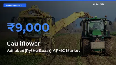 Adilabad(Rythu Bazar) APMC Emerges as Top Mandi for Cauliflower Prices Today