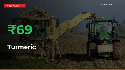 This Mandi Records 68.64% Jump in Turmeric Prices