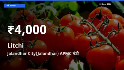 लीची के दाम 30 दिनों के सबसे निचले स्तर पर, Jalandhar City(Jalandhar) APMC