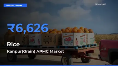 Top Performer! Kanpur(Grain) APMC Offers Best Rice Price Today