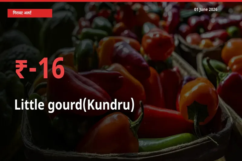 15.78% की गिरावट! मंडी में कुंदरू (टिंडा तोरई) के दाम अचानक टूटे