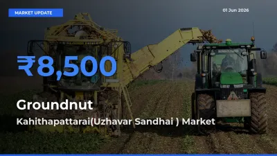 Kahithapattarai(Uzhavar Sandhai ) Records Highest ₹8,500 Rate for Groundnut