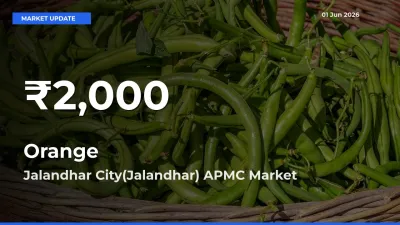 Farmers Concerned as Orange Hits 30-Day Low in Jalandhar City(Jalandhar) APMC