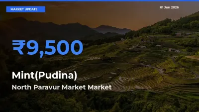 North Paravur Market Leads as Top Mandi for Mint(Pudina) Prices