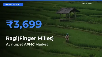 Top Performer! Avalurpet APMC Offers Best Ragi(Finger Millet) Price Today