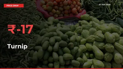Sudden Shock! Turnip Drops 17.01% in 24 Hours at Top Mandis