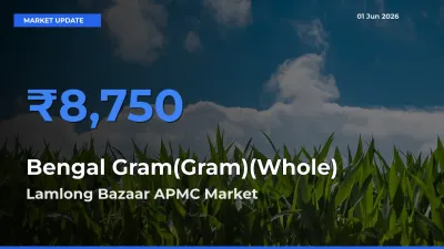Top Performer! Lamlong Bazaar APMC Offers Best Bengal Gram(Gram)(Whole) Price Today