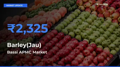 Bassi APMC Records Highest ₹2,325 Rate for Barley(Jau)