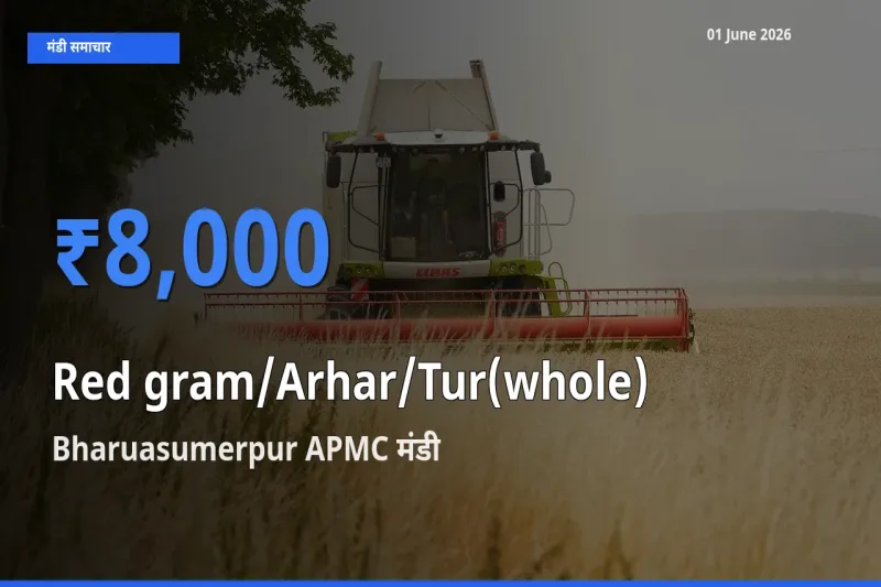 किसानों की पसंद बना Bharuasumerpur APMC, साबुत अरहर के सबसे अच्छे दाम