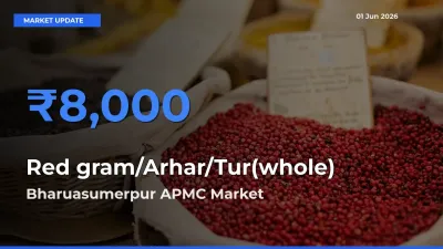 Red gram/Arhar/Tur(whole) Mandi Rate Today: Bharuasumerpur APMC Tops the List