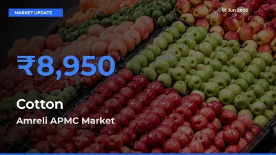 Amreli APMC Emerges as Top Mandi for Cotton Prices Today